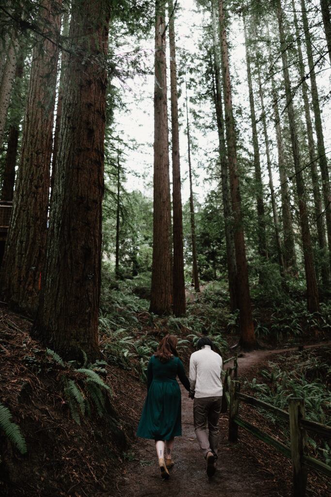 Fern-lined trails at Hoyt Arboretum in Portland OR